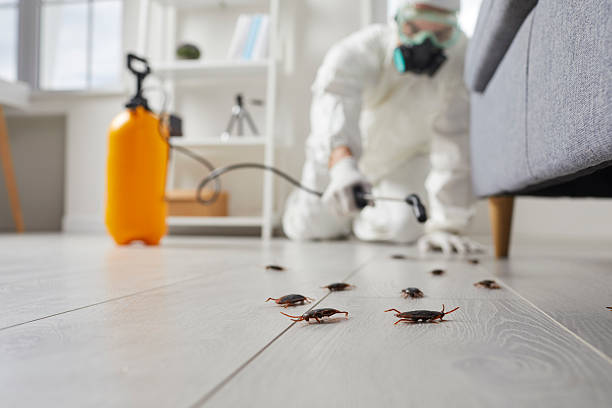 Trusted Cockroach Control service in St. Paul, MN - Nex Pest Control